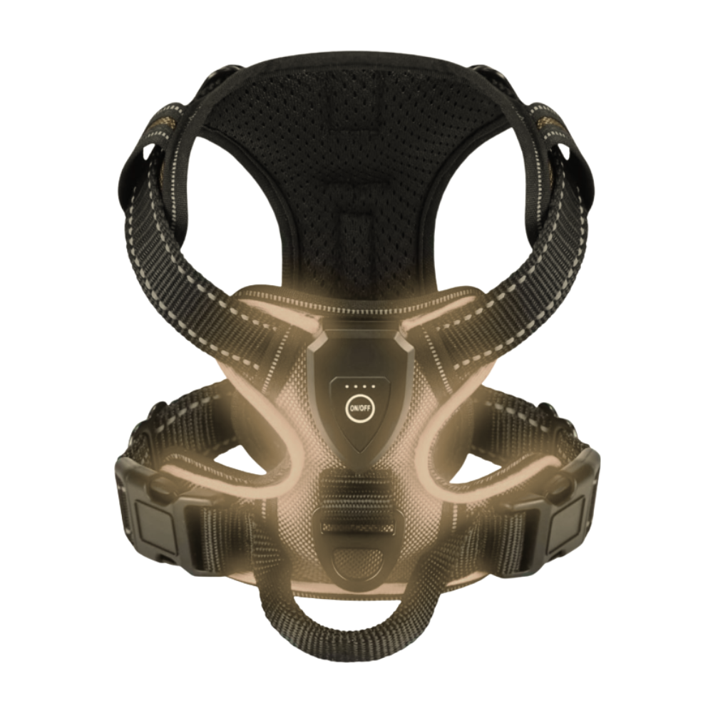 Blinkande LED-ljussele för hund