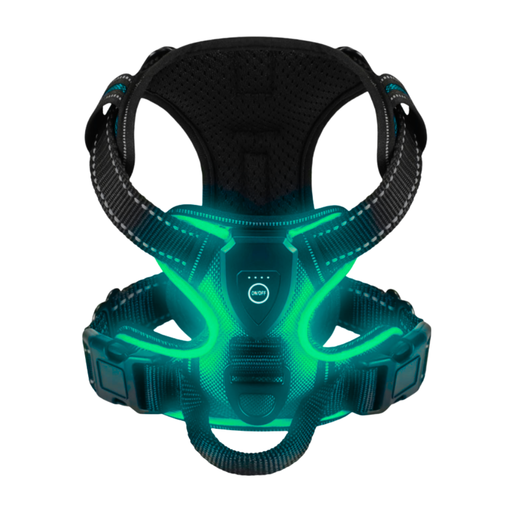 Blinkande LED-ljussele för hund