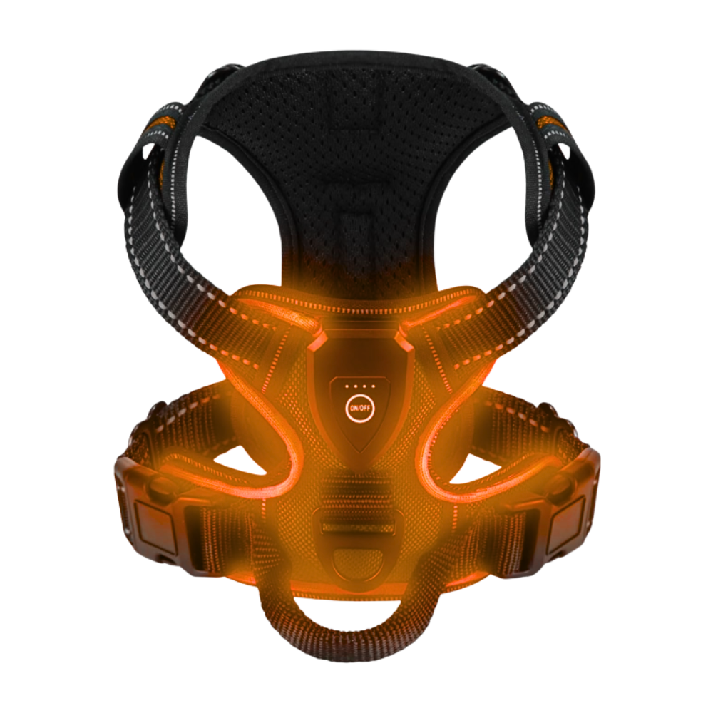 Blinkande LED-ljussele för hund -Orange - Ozerty