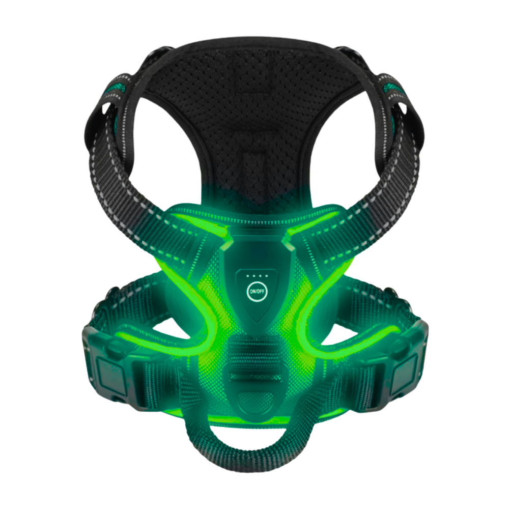 Blinkande LED-ljussele för hund -Turkos - Ozerty