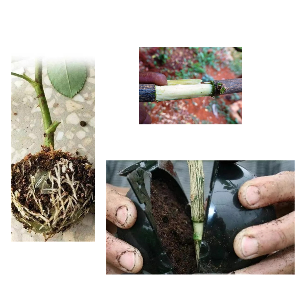 Paket med 3 växtlådor - Ozerty