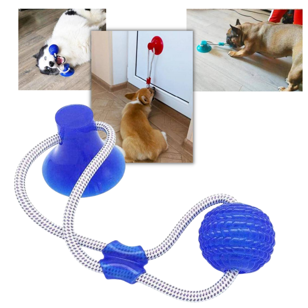Leksaksboll med sugkopp för hundar - Ozerty