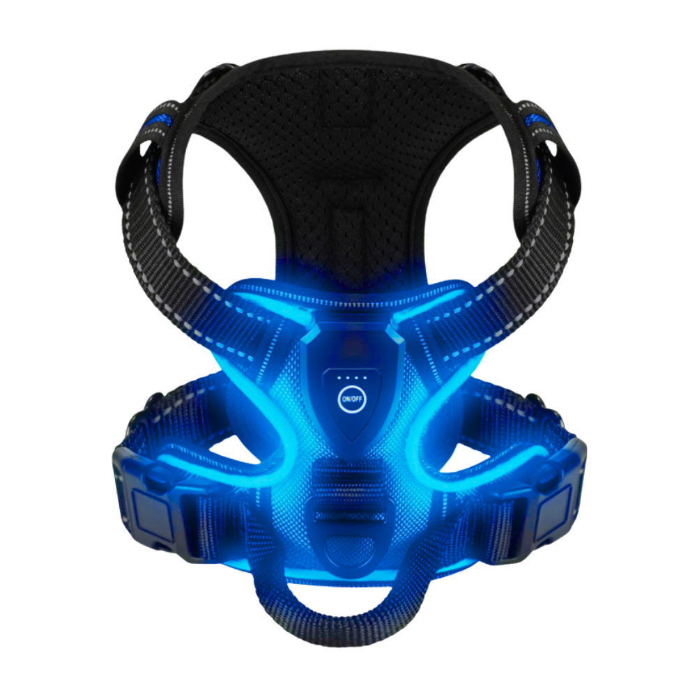 Blinkande LED-ljussele för hund -Ljusblå - Ozerty