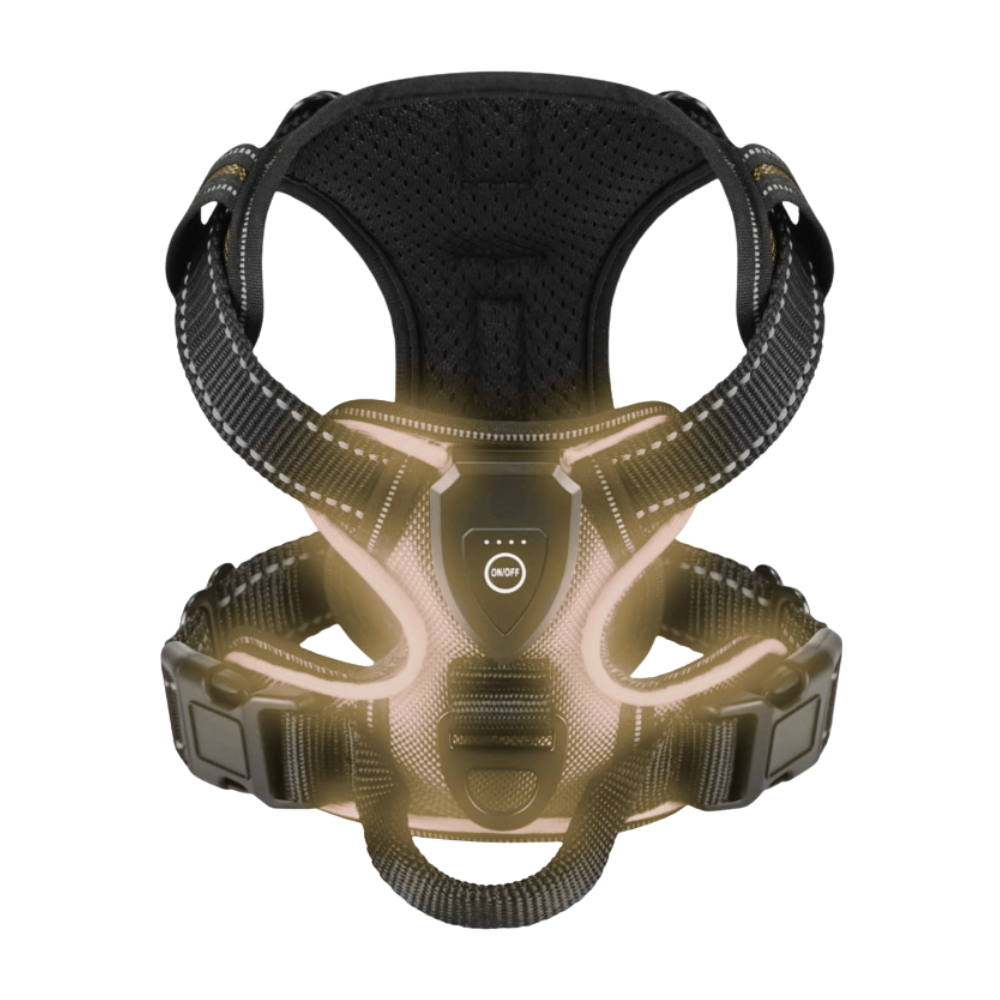 Blinkande LED-ljussele för hund -Skiffergrå - Ozerty