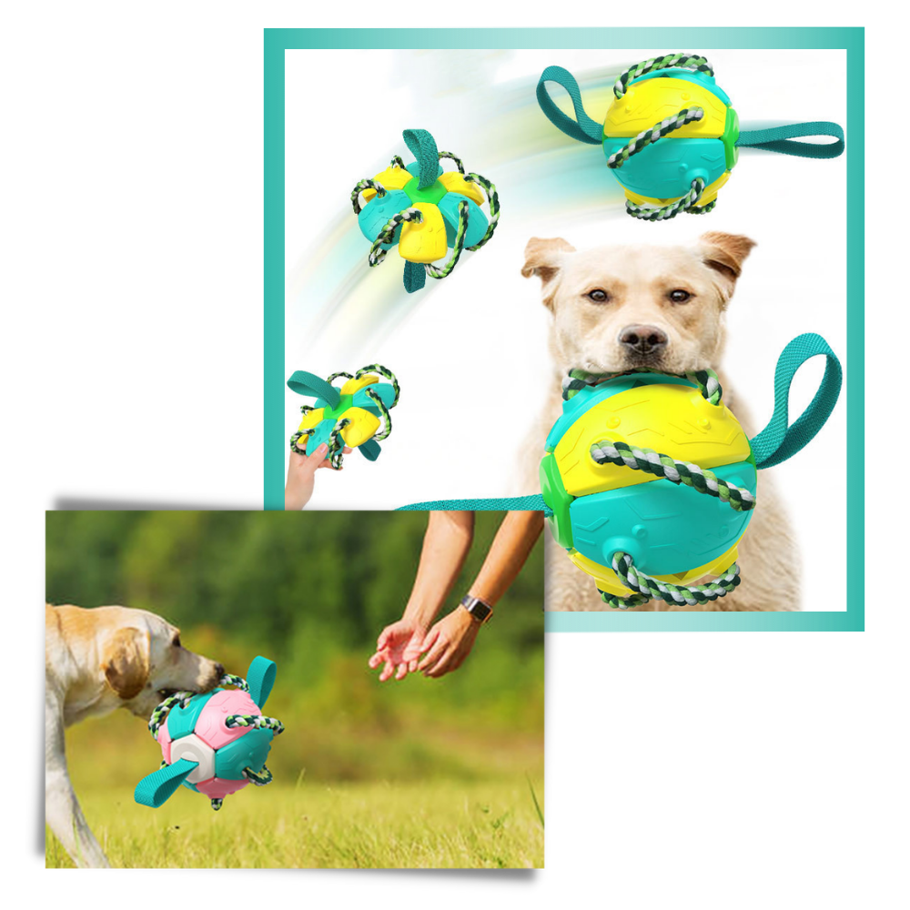 Frisbee boll hund leksak - Ozerty