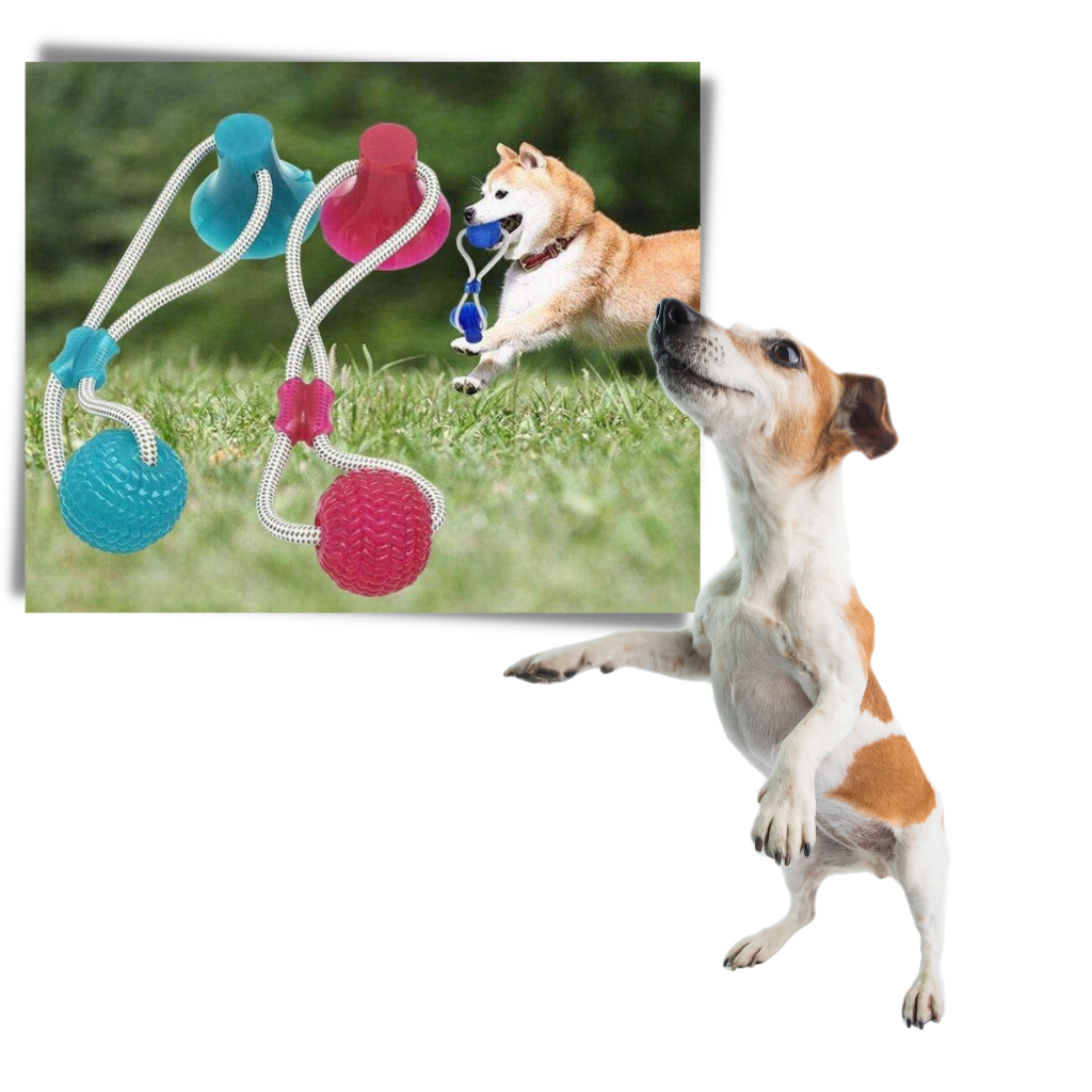Leksaksboll med sugkopp för hundar - Ozerty
